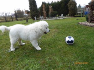 Já dostal pod stromeček od páníků nový balon a je supéééééér